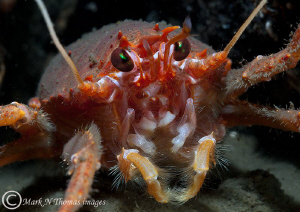 Squat lobster.
Loch Hourn, Scotland. by Mark Thomas 